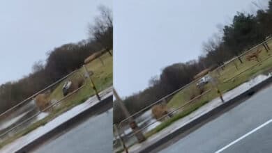 Nuo kelio nulėkęs automobilis rėžėsi į užtvankos bortą (video)