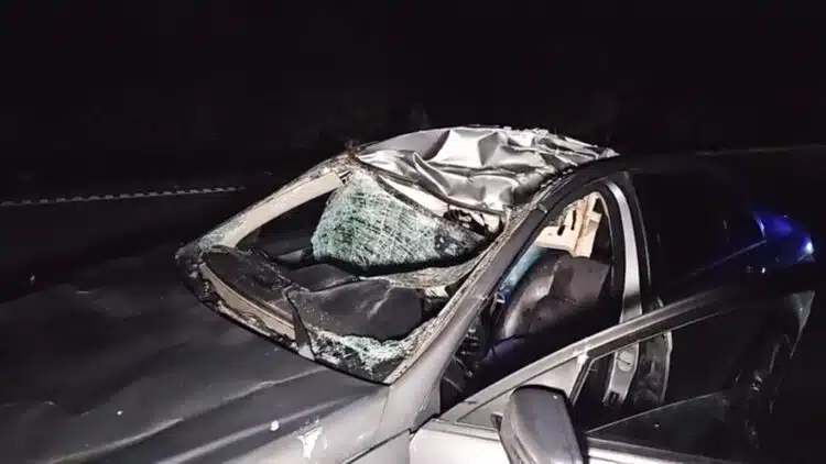 Širvintų-rajone-po-susidūrimo-su-briedžiu-mirė-automobilio-vairuotojas