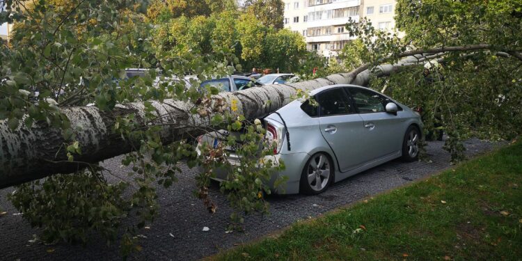 Vilniuje nukritęs medis apgadino tris „Toyota Prius“ automobilius