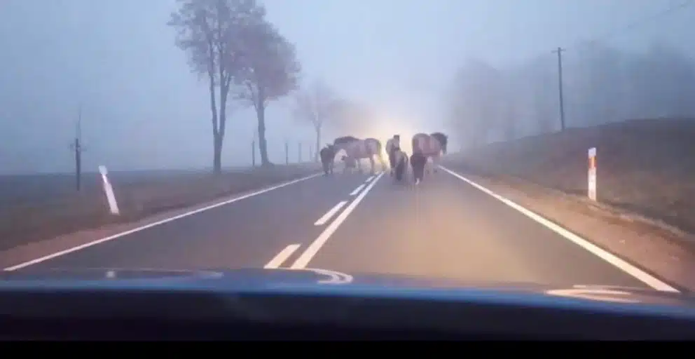 gyvunai klajoja kelyje