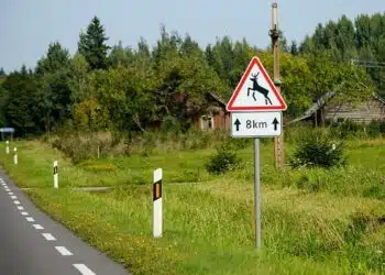 zenklas atsargiai gyvunai kelias miskas
