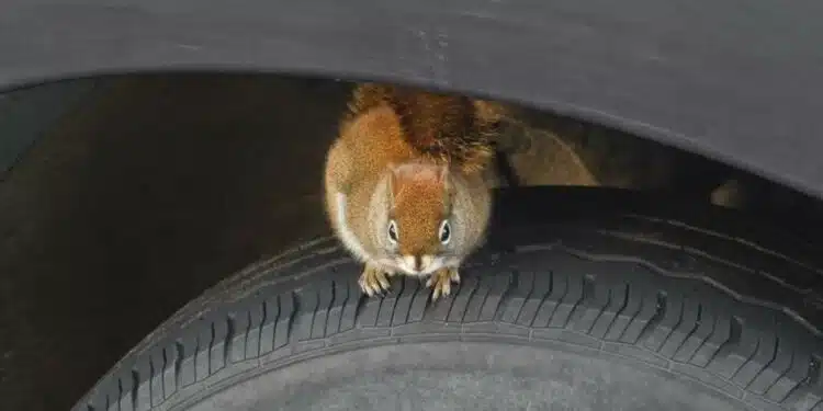 vovere sedi ant automobilio padangos