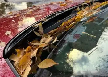 medziu lapai ant automobilio