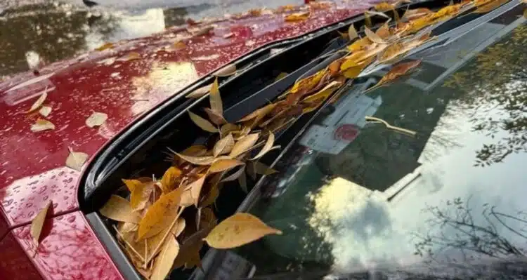 medziu lapai ant automobilio