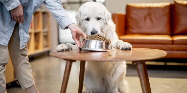 Woman feeding a dog at home