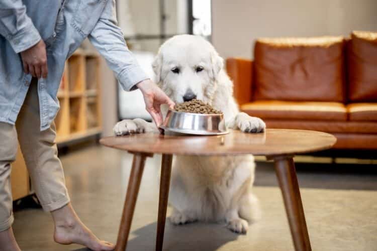 Woman feeding a dog at home