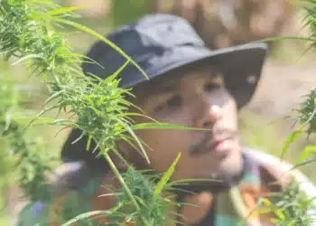 Ūkininkai savo ūkiuose laiko marihuanos (kanapių) medžius kanapes thc