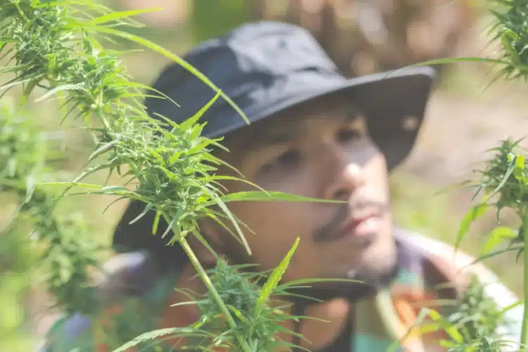 Ūkininkai savo ūkiuose laiko marihuanos (kanapių) medžius kanapes thc