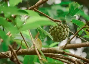 cherimoya cherimoja peruvine anona