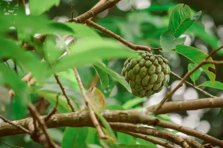 cherimoya cherimoja peruvine anona