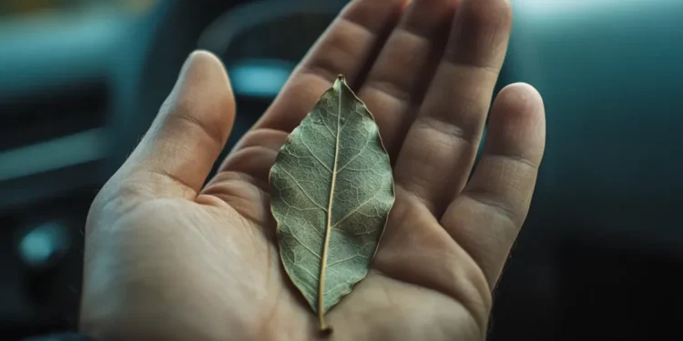 lauro lapai lauro lapas vyro rankoje automobilyje