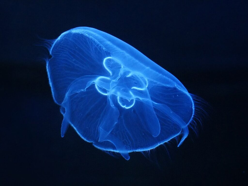 meduza