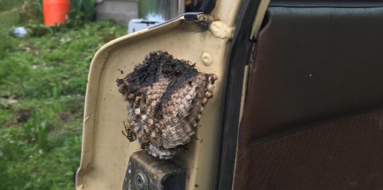 Vapsvų lizdas automobilyje ką daryti ir ko vengti