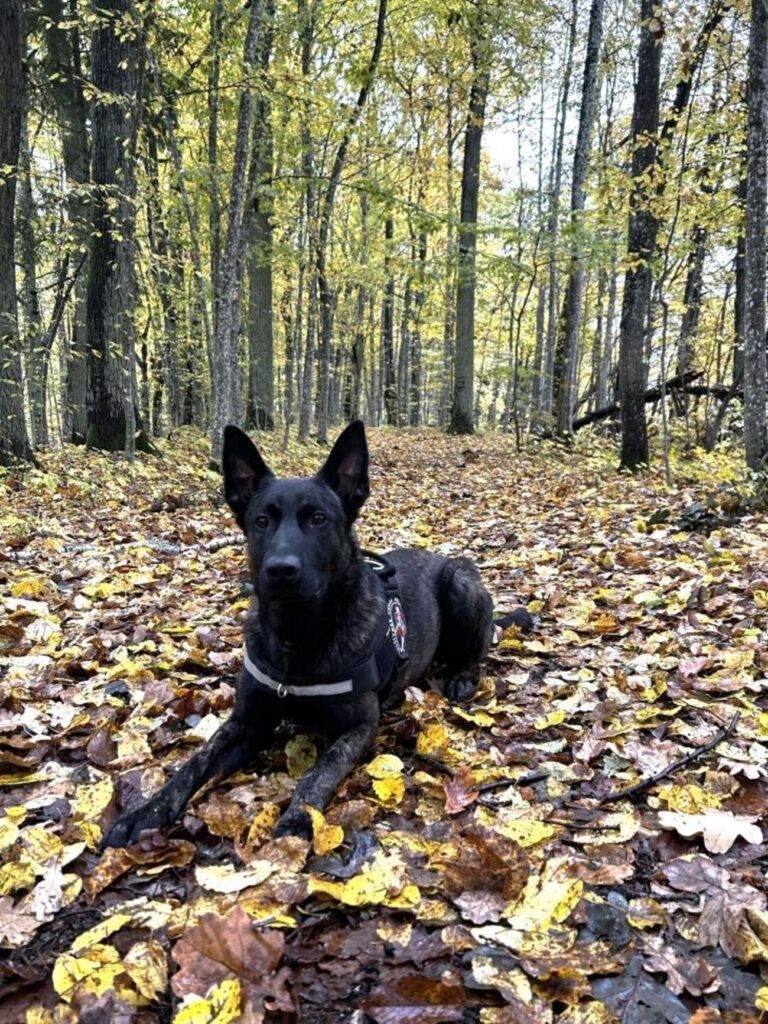 Tarnybinis šuo Evans miško paieškų metu
