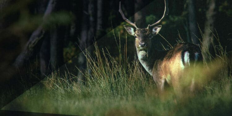 Laukiniai gyvunai keliuose keliones sauguma lemia ir vairuotoju veiksmai